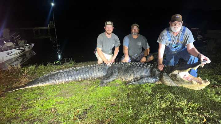 Alligator hunters in MS bag massive 13