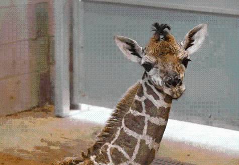 OKC Zoo debuts new giraffe calf