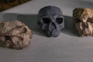 ¿Es posible que la reconstrucción de un cráneo de un millón de años replantee la evolución humana?