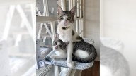 Tabby cats Toby and Tilly are a ready-made family – Orange County Register