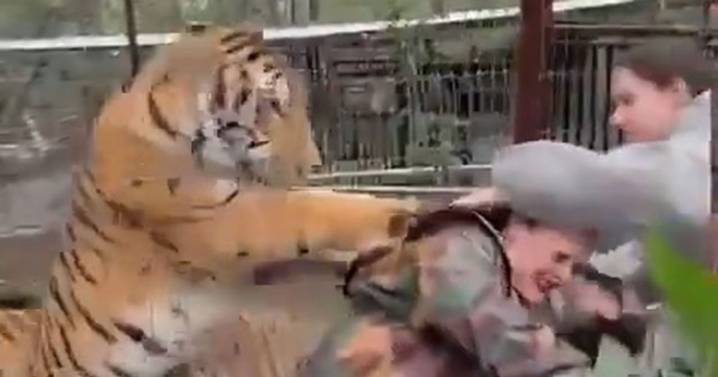 Horror tiger attack as beast lunges at vet from behind to drag her into enclosure