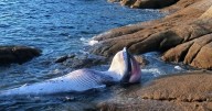 Aparece muerto un cetáceo de tres metros en el Puerto de Aldán en Cangas (Pontevedra)
