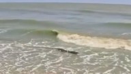 Cocodrilo Sorprende a Pescador en Playa de Altamira