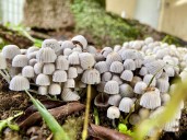 Hongos: aliados invisibles y riesgos latentes en temporada de lluvias