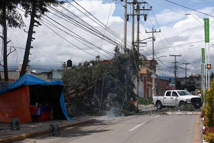 Ráfagas de viento derriban árbol en Zinacantepec