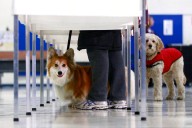 Dog owner faces jail time after pet's vote counted in CA election
