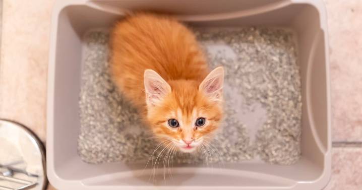 Cats have 'strange solution' to common problem many people face in autumn
