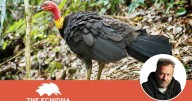 Australia's bird of the year 2025: The forgotten contender