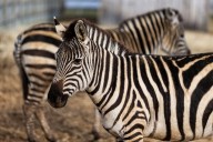 Zebra crashes into gate, dies at Columbus Zoo