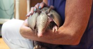 The Midwest has a new resident: armadillos
