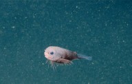 A new, ‘adorable’ deep-sea fish swims into view