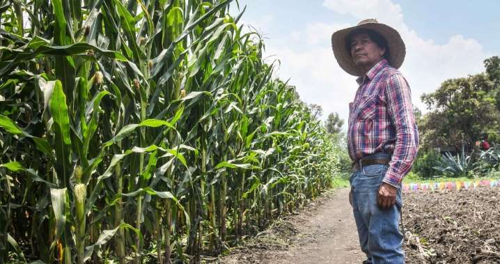 El Gobierno de México anuncia decreto que prohíbe 35 plaguicidas altamente peligrosos