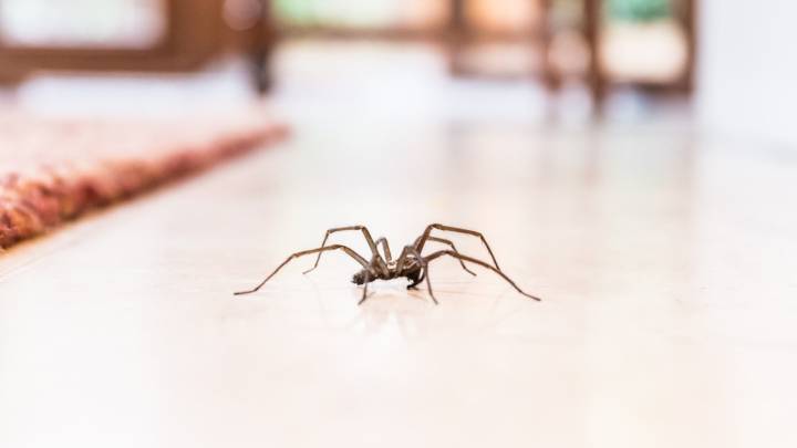 Aviso muy urgente si aplastas las arañas que encuentras en casa: no vuelvas a hacerlo nunca