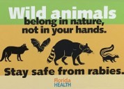 Rabies confirmed in 'wild animal population' of Broward