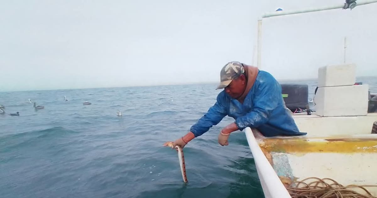 Pescadores de San Felipe denuncian afectaciones por vedas y medidas de conservación