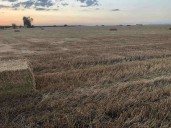 Comienza el plazo para suscribir los seguros agrarios de herbáceos, olivar y frutos secos