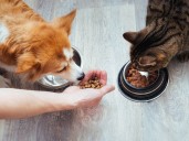 Cuidado con la comida típica: lo que no deben comer perros y gatos en Fiestas Patrias