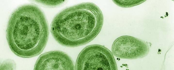 Ocean Warming Threatens Microbe That Makes Nearly a Third of Earth's Oxygen