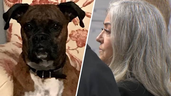 Costa Mesa woman registered dog to vote to make a point, attorney says