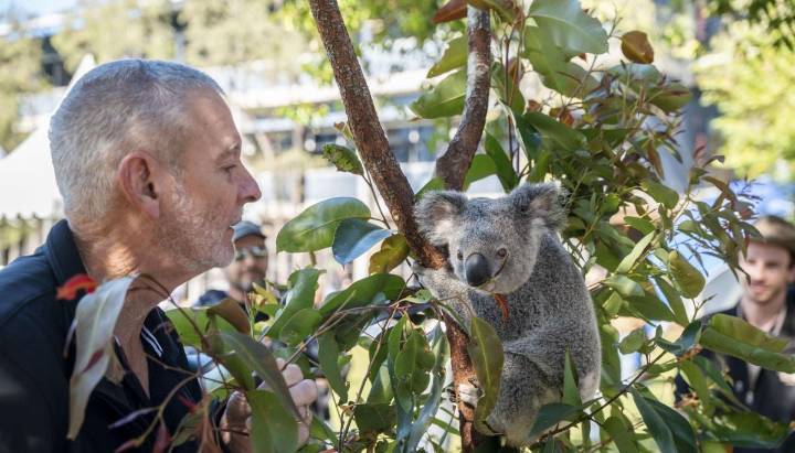 Clamidia en koalas: Australia aprueba primera vacuna del mundo contra mortal enfermedad