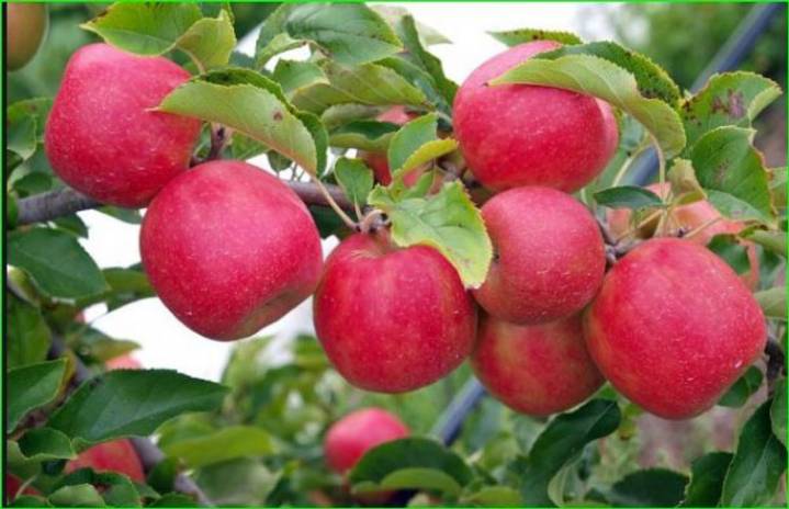 Himachal eyes partnership with New Zealand for apple, pear cultivation