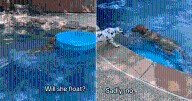 Dogs Try to Turn Small Pool into Boat During Backyard Play