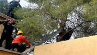 Rescatan a oso en Agua Prieta tras un día arriba de un árbol