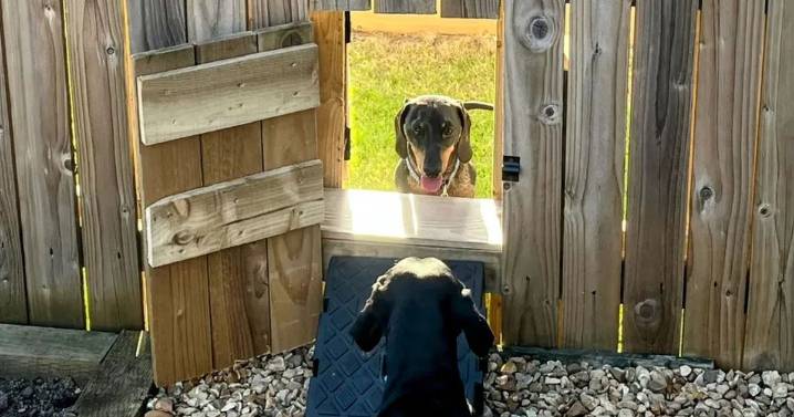 Neighbours carve tiny door into garden fence so 'best pal' sausage dogs can play together