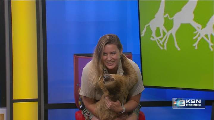 Wild Side: Meet Chewy, a two-toed sloth from Tanganyika