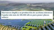 Cuidado con los contenidos que aseguran que Marruecos ha duplicado su producción de aceitunas y aceite esta temporada: los datos dicen lo contrario
