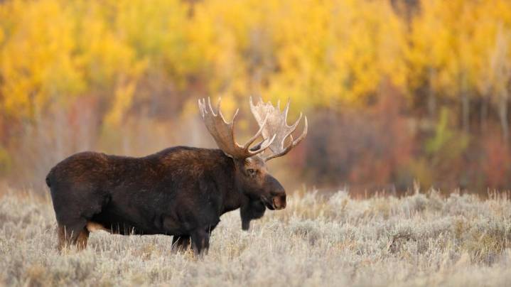 Bull moose falls off cliff onto Boulder Canyon highway