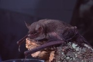Bat found in Northern Michigan home tests positive for rabies