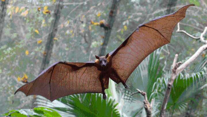 What Is Salt Gully Virus? Bat Urine Reveals A Never