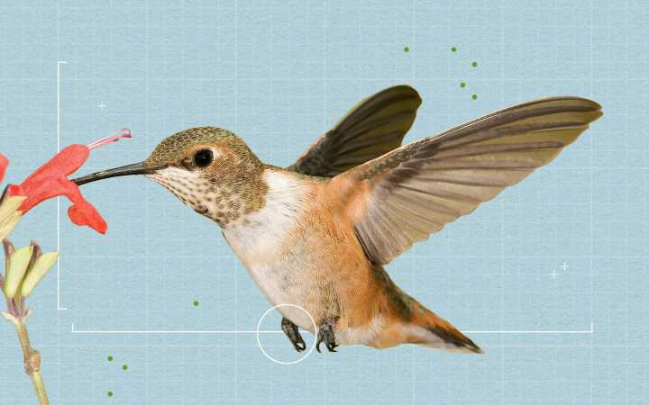 Texas Could Lose 100 Years of Bird Data if Federal Cuts Go Through