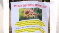 ‘Very mean squirrel’ has sent at least 2 people to the ER in this California city