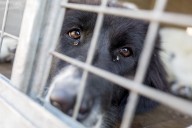 Bucksport, Maine Animal Rescue Owner Dies Amid Abuse Allegations