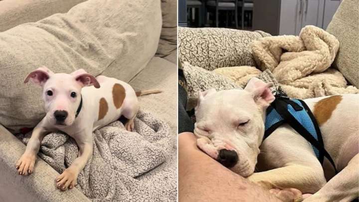 Pennsylvania Man Rescues A 4-Month-Old Puppy Left On Highway After A Life In A Crate