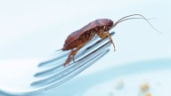 ¿Qué significa encontrar cucarachas en casa?