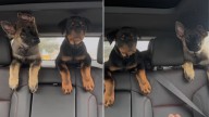 Tennessee Puppies Take Their First Ever Car Ride And Leave Everyone Laughing With Delight