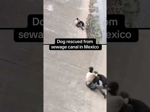 Dog rescued from sewage canal in Mexico #shorts