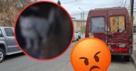 Maullaba desesperado: encontraron un gatito atado dentro de una Trafic en Salta