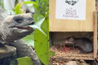 De vuelta a la selva: liberan a 6 tortugas y 2 añujes en Pacaya Samiria