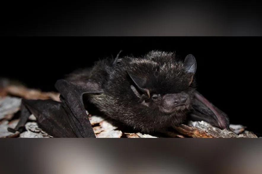 Health officials warn more people are bitten by bats across Sask