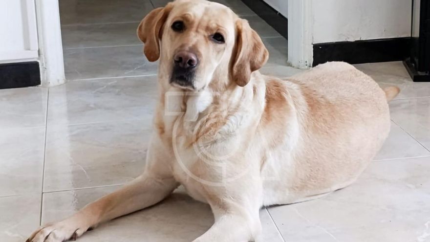 Aika, la perra de asistencia que salvó la vida de su dueña en Melenara