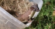 Liberación de fauna silvestre en Cundinamarca: más de seis animales regresaron a su hábitat natural