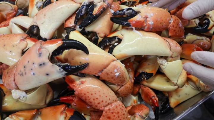 Warm seas help stone crabs reach the Chesapeake. What does that mean for Florida crabs?