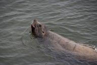 Feds greenlight killing more sea lions to protect endangered salmon as controversy fades