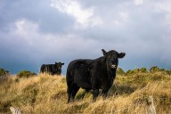 18-Year-Old Wyoming Driver Dead After Crashing Into Escaped Bull