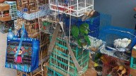 Profepa incauta 54 aves silvestres en tianguis de Tlahuelilpan