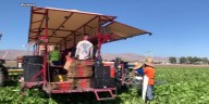 Walmart, Nunes Co. celebrate Nevada’s harvest at Foxy Farms